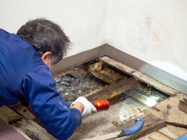 Best Same-Day Mold Removal  in Eureka, IL