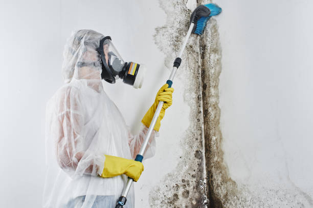 Mold Removal and Inspection in Eureka, IL