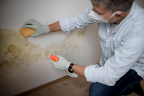 Best Certified Mold Removal  in Eureka, IL