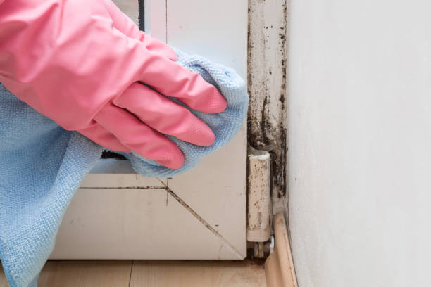 Best Local Mold Removal Service  in Eureka, IL